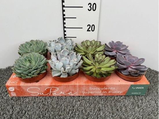 Immagine di ECHEVERIA V.12 CM