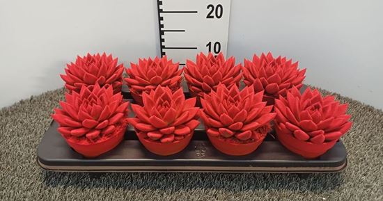 Immagine di ECHEVERIA VELVET RED V.12 CM
