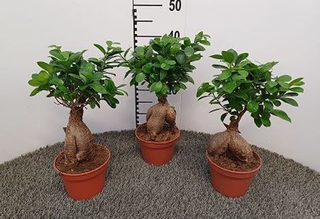 Immagine di FICUS GINSENG V.15 CM