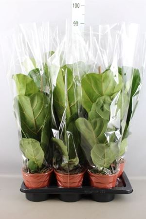 Immagine di FICUS LYRATA V.17 CM