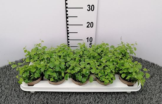 Immagine di FICUS PUMILA SUNNY V.8 CM VARIEGATO