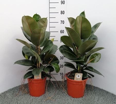 Immagine di FICUS ROBUSTA V.21 H.110 CM