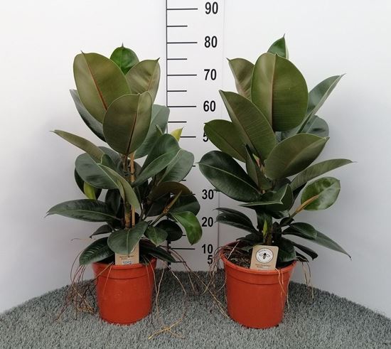 Immagine di FICUS ROBUSTA V.21 H.110 CM