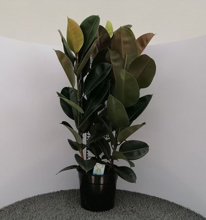 Immagine di FICUS ROBUSTA V.27 H. 150 CM