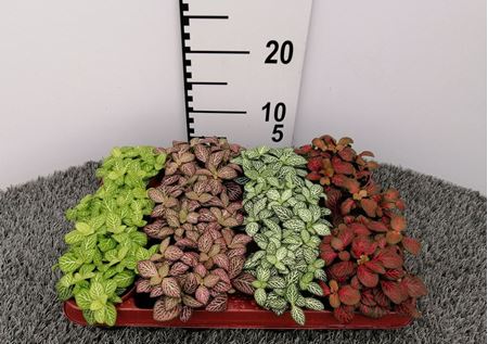 Immagine di FITTONIA MIX V.8 CM