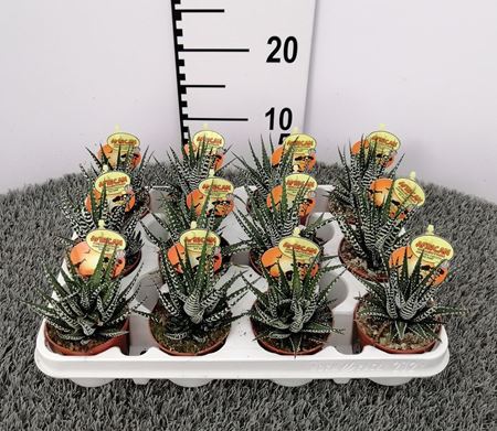 Immagine di HAWORTHIA BIG BAND V.8 CM