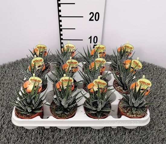 Immagine di HAWORTHIA BIG BAND V.8 CM