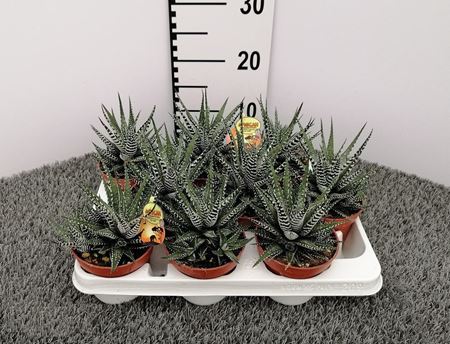 Immagine di HAWORTHIA BIG BAND V.11 CM