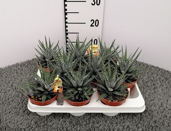 Immagine di HAWORTHIA BIG BAND V.11 CM