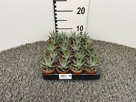 Immagine di HAWORTHIA V.5,5 CM