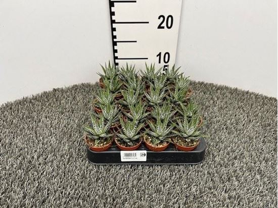 Immagine di HAWORTHIA V.5,5 CM