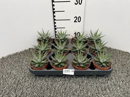 Immagine di HAWORTHIA V.8 CM