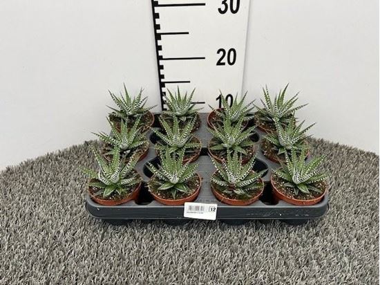 Immagine di HAWORTHIA V.8 CM
