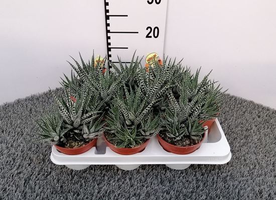 Immagine di HAWORTHIA V.11 CM