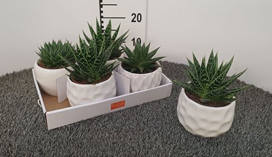 Immagine di HAWORTHIA MIX V.15 CM CERAMICA