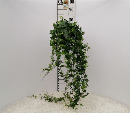 Immagine di HEDERA HELIX BK.19 CM