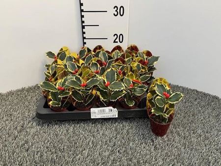 Immagine di ILEX CON BACCHE FINTE MINI V.6 CM