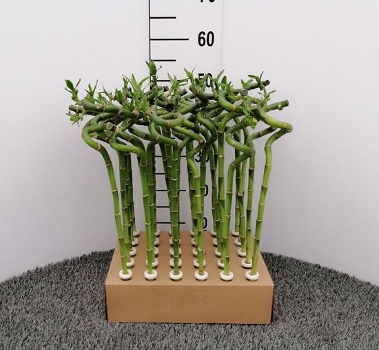 Immagine di LUCKY BAMBOO RECISO H.50 CM SPIRALE
