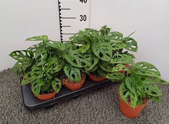 Immagine di MONSTERA MONKEY MASK V.12 CM