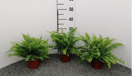 Immagine di NEPHROLEPIS BOSTON V.13 CM