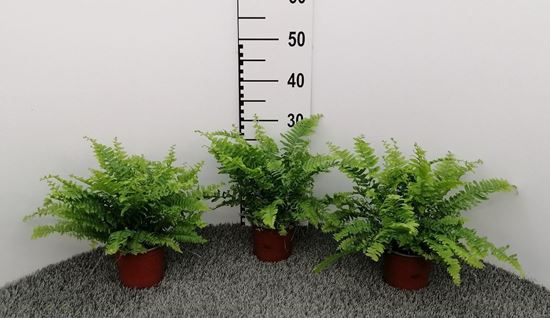 Immagine di NEPHROLEPIS BOSTON V.13 CM