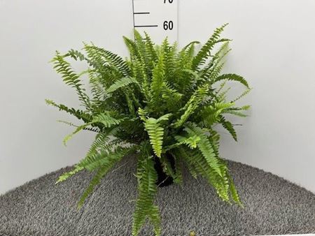 Immagine di NEPHROLEPIS GREEN LADY V.17 CM