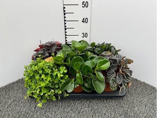 Immagine di PEPEROMIA MIX V.15 CM