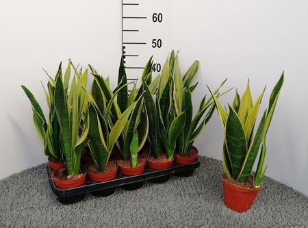 Immagine di SANSEVERIA SUPERBA V.12 CM