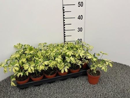 Immagine di SCHEFFLERA V.8 CM