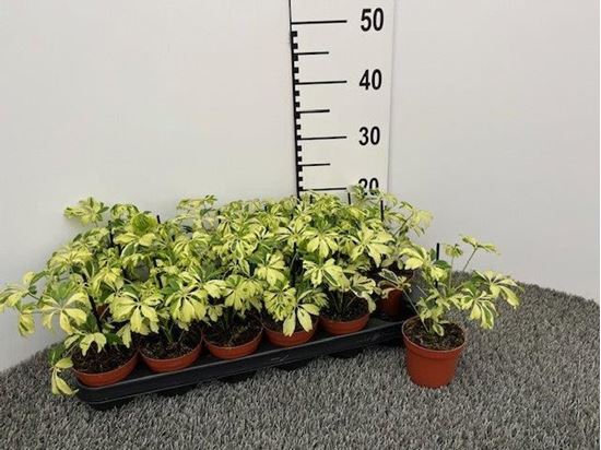 Immagine di SCHEFFLERA V.8 CM