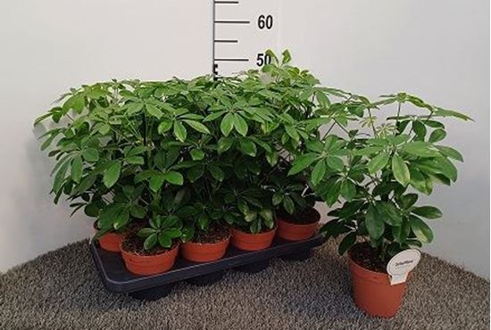Immagine di SCHEFFLERA MIX V.13 CM
