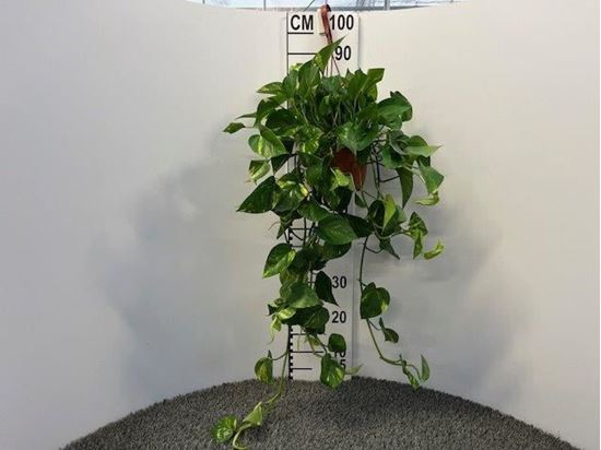 Immagine di SCINDAPSUS BK 17 CM