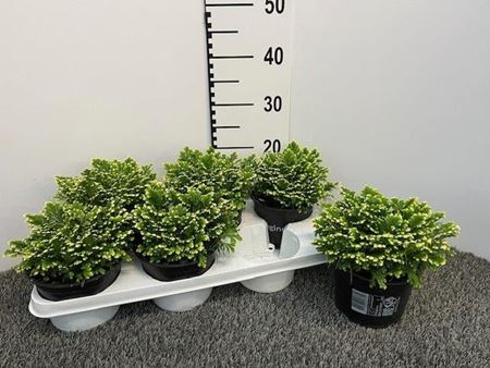 Immagine di SELAGINELLA JORI V.15 CM