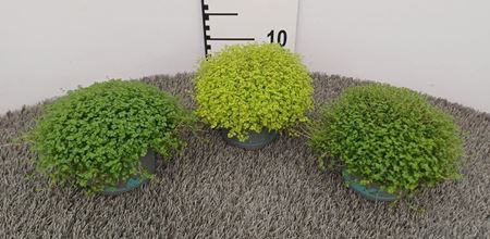 Immagine di SOLEIROLIA V.12 CM