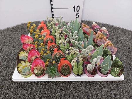 Immagine di SUCCULENTE MIX V.3,5 CM CON POTCOVER