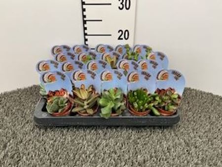Immagine di SUCCULENTE MIX V.5,5 CM INDIAN