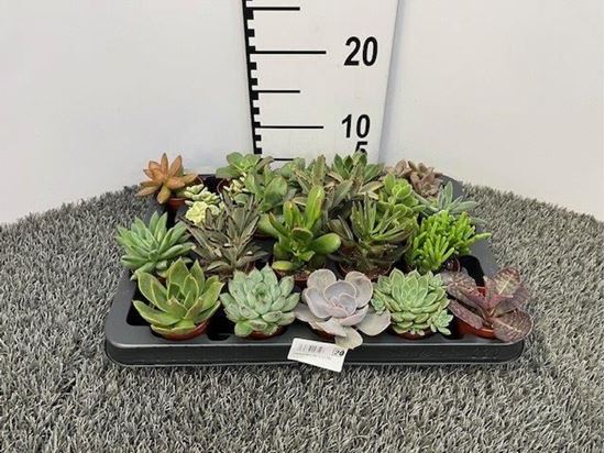 Immagine di SUCCULENTE MIX V.5,5 CM