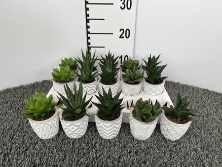 Immagine di SUCCULENTE MIX V.6,5 CM CERAMICA