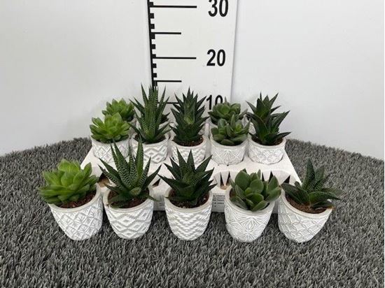 Immagine di SUCCULENTE MIX V.6,5 CM CERAMICA