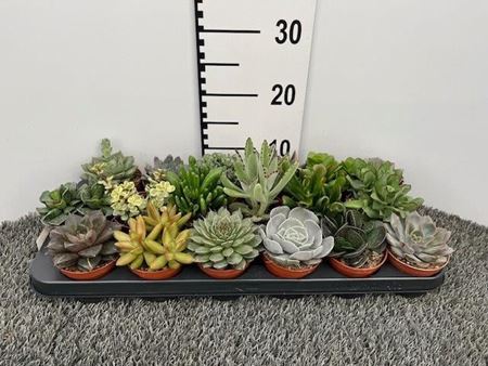 Immagine di SUCCULENTE MIX V.8,5 CM