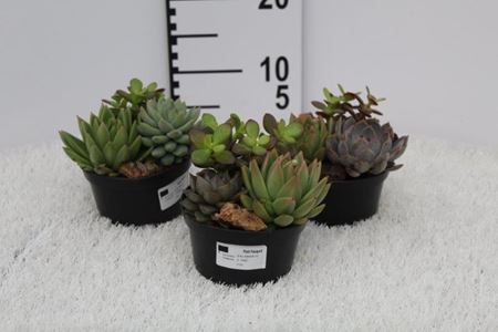 Immagine di SUCCULENTE MIX V.12 CM INDIAN CON POTCOVER