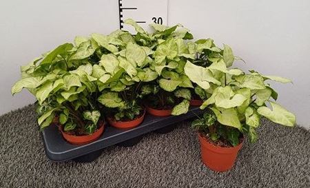 Immagine di SYNGONIUM V.12 CM