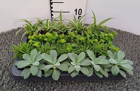 Immagine di VERDE MIX V.6 CM