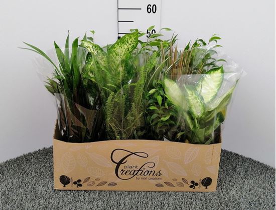 Immagine di VERDE MIX V.12 CM