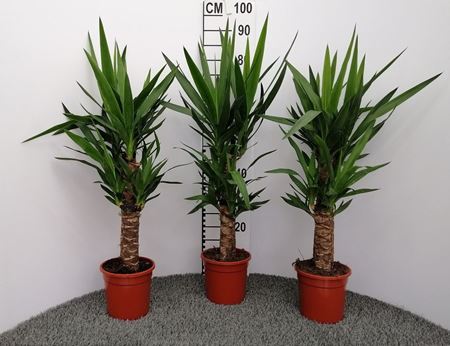 Immagine di YUCCA V.17 H.75 CM 45-20