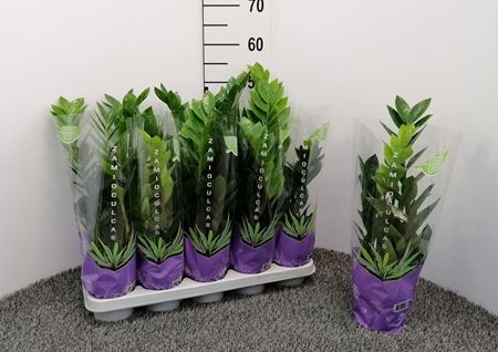 Immagine di ZAMIOCULCAS V.12 CM