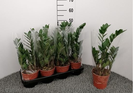 Immagine di ZAMIOCULCAS V.14 CM