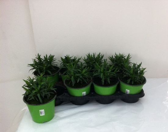 Immagine di GAROFANO V.14 CM META' COLTURA