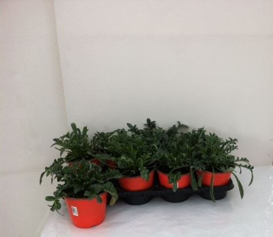 Immagine di GAZANIA V.14 CM META' COLTURA