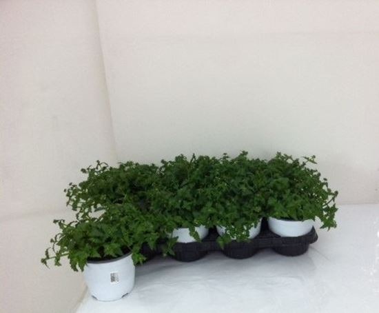 Immagine di NEMESIA V.14 CM META' COLTURA